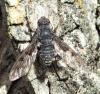 Anthrax trifasciatus